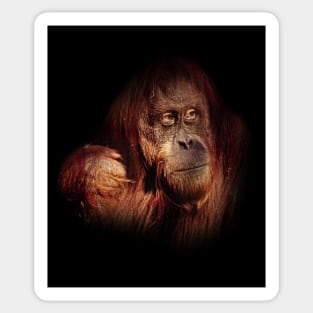 Orangutan Sticker